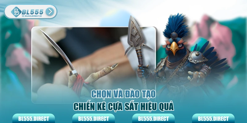 Chọn và đào tạo chiến kê cựa sắt hiệu quả