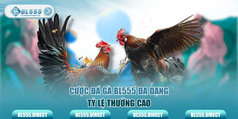 Cược đá gà BL555 đa dạng, tỷ lệ thưởng cao